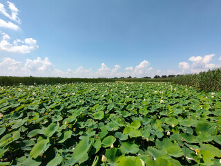 Lotuses in the lake. Lotuses in the Krasnodar Territory.
