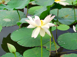 Lotus flower on a background of green leaves