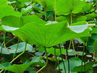 Green lotus leaf background closeup