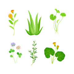 Fototapeta na wymiar Medical Herbs with Flowering Calendula, Aloe and Clover Vector Set