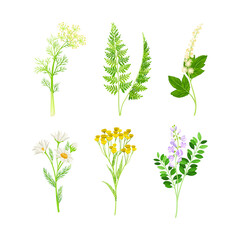 Naklejka premium Medical Herbs with Flowering Tansy, Chamomile and Fennel Vector Set