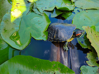 
Red-eared turtle in the lake