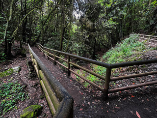 Trail in the middle of the forest
