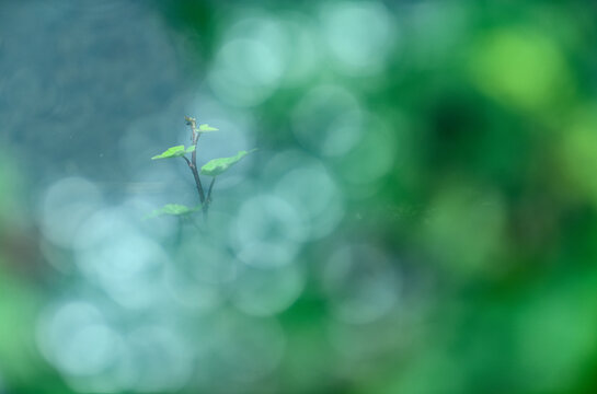 Thin fresh sprout in nature