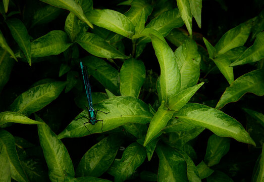 Dragonfly on green plant leaves