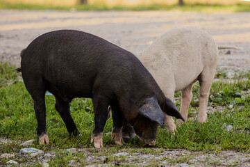 two pigs in freedom looking for food