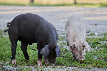 two pigs in freedom looking for food