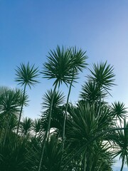 Palm Tree Fronds in St. John, USVI 