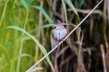 Great reed warbler Acrocephalus arundinaceus in a natural habitat.
