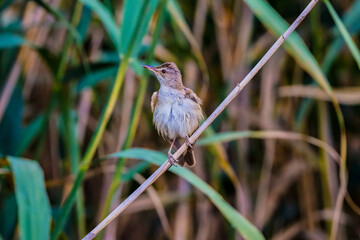 Great reed warbler Acrocephalus arundinaceus in a natural habitat.