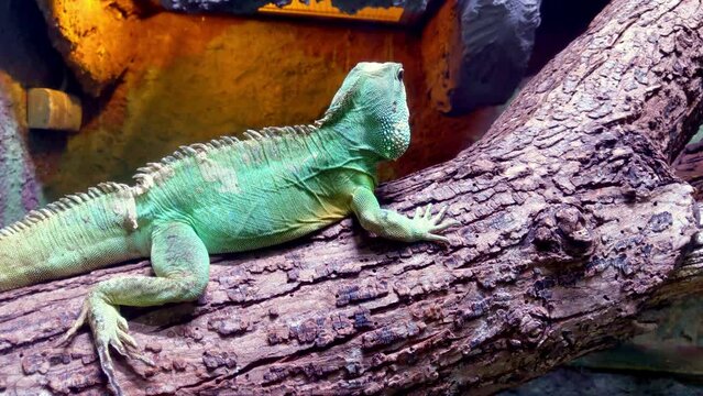 A green lizard, a chameleon, sits on a tree branch