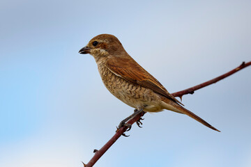 Sfrânciocul Roșiatic, (Lanius collurio) sitting on a branch