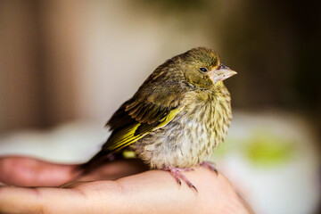 a chick (Carduelis chloris) standing on one hand