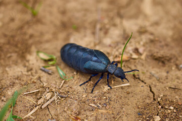 a cockroach that walks on the ground