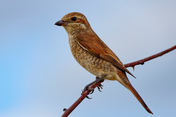 Sfrânciocul Roșiatic, (Lanius collurio) sitting on a branch