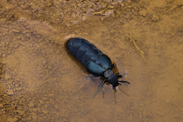 a cockroach that walks on the ground
