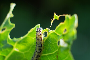 caterpillars on cabbage leaves. pests. the eaten crop. caterpillar close-up.