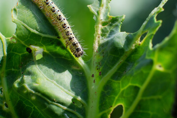 caterpillars on cabbage leaves. pests. the eaten crop. caterpillar close-up.