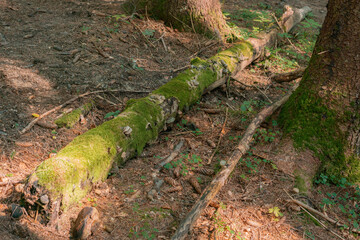 The moss-covered tree log lay down in the temperate wet forest. Dead. Fantasy. Spring. Season. Warning. Part. Sunlight. Lumber. Morning. Scenic. Woodland. Organic. Fresh. Travel. Branch. View