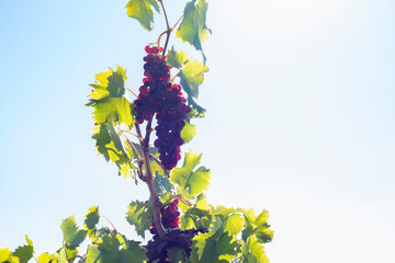 grape farming field at sunny day