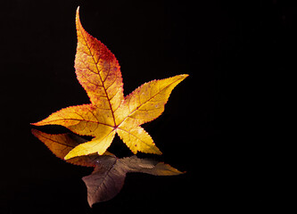 A  leaf of a sweetgum tree (liquidambar) in red, yellow and green on refleckting unterground and background in black
