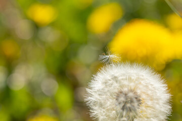 A blowball of dandelion (taraxacum) in front of a yellow and green blurry background