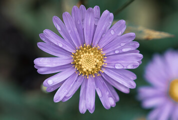 Obraz premium 大きな紫色の花