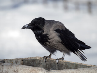 crow portrait in winter