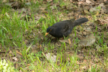 portrait of a blackbird