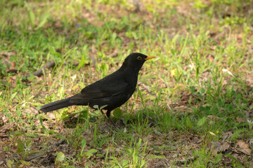 portrait of a blackbird