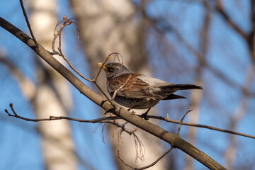 portrait of fieldfare thrush