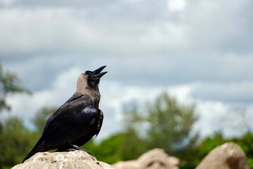 Crow on a rock. Crow standing over the stone in the ground with its beak wide open. Bird in the field. Copyspace.