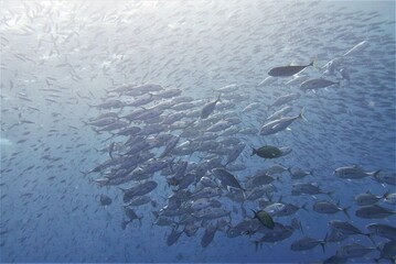 Famous wreck ship Fujikawa maru in Truk lagoon.