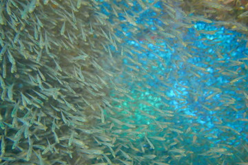 Famous wreck ship Fujikawa maru in Truk lagoon.