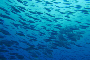 Famous wreck ship Fujikawa maru in Truk lagoon.