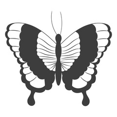 One abstract black silhouette of a cute butterfly isolated on white background