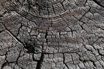 Fototapeta premium rustic weathered barn wood background with knots and nail holes