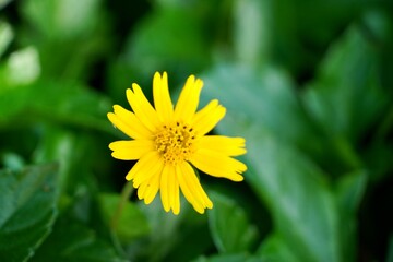 Yellow flowers bloom in summer season.
