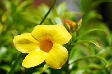 Yellow flowers bloom in summer season.