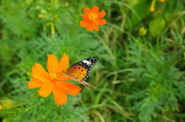 Obraz premium ツマグロヒョウモン（メス） 黄花コスモスにとまる蝶