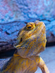 agama brodata on blue background