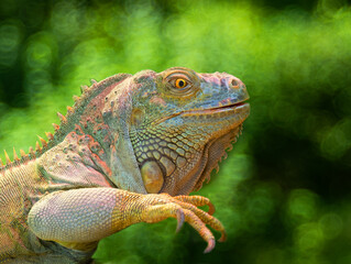 Fototapeta premium iguana on a green background