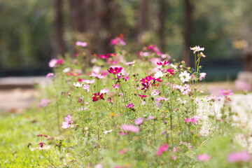 Colorful Cosmos Flowers Meadow in the Park