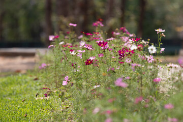 Beautiful Cosmos Meadow in the Park