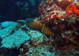 Fototapeta na wymiar Peacock grouper in Red Sea near St. Johns, Egypt, underwater photograph 