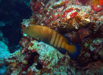 Naklejka na ściany i meble Peacock grouper in Red Sea near St. Johns, Egypt, underwater photograph 