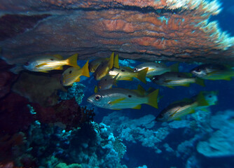 Plakat Snappers near St. Johns Reef, Red Sea, Egypt