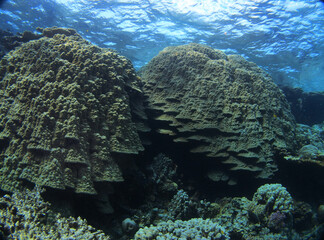 Dome Coral, Porites nodifera, Fury Shoal, Red Sea, Egypt 