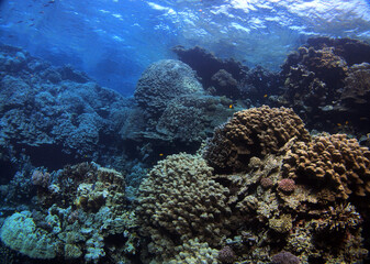 Coral reef near St. Johns island, Red Sea, Egypt
