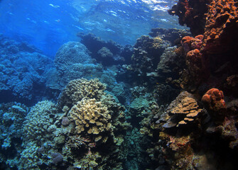 Naklejka na ściany i meble Coral reef near St. Johns island, Red Sea, Egypt